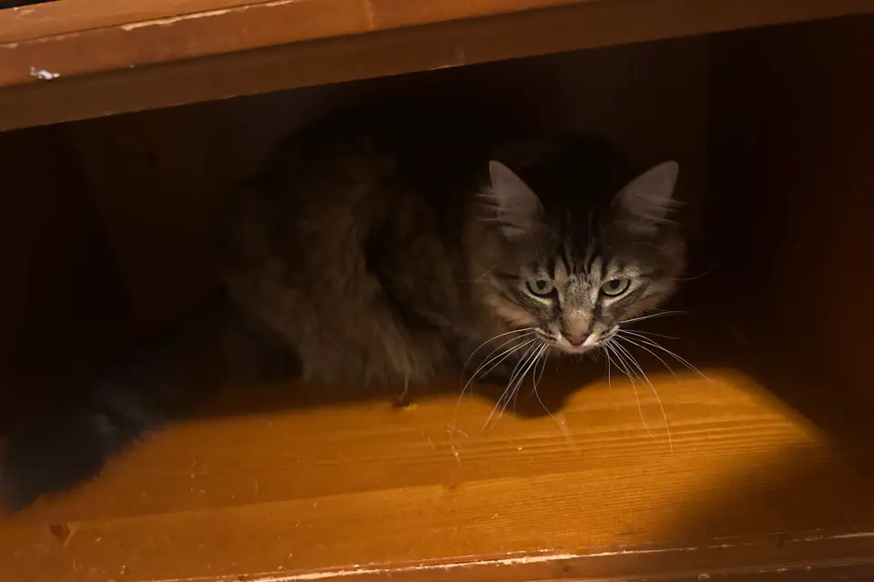 one of my cats