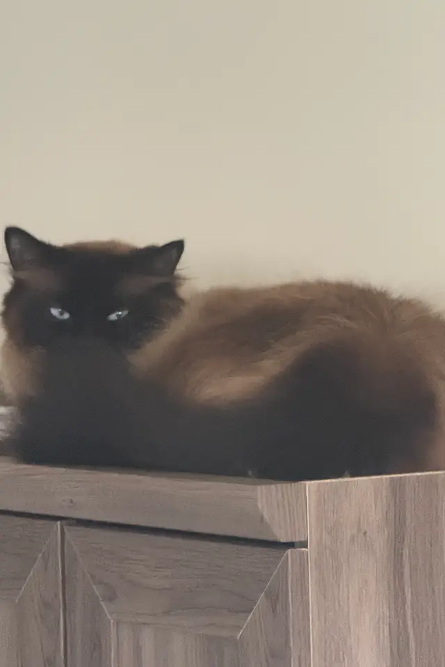 one of my cats