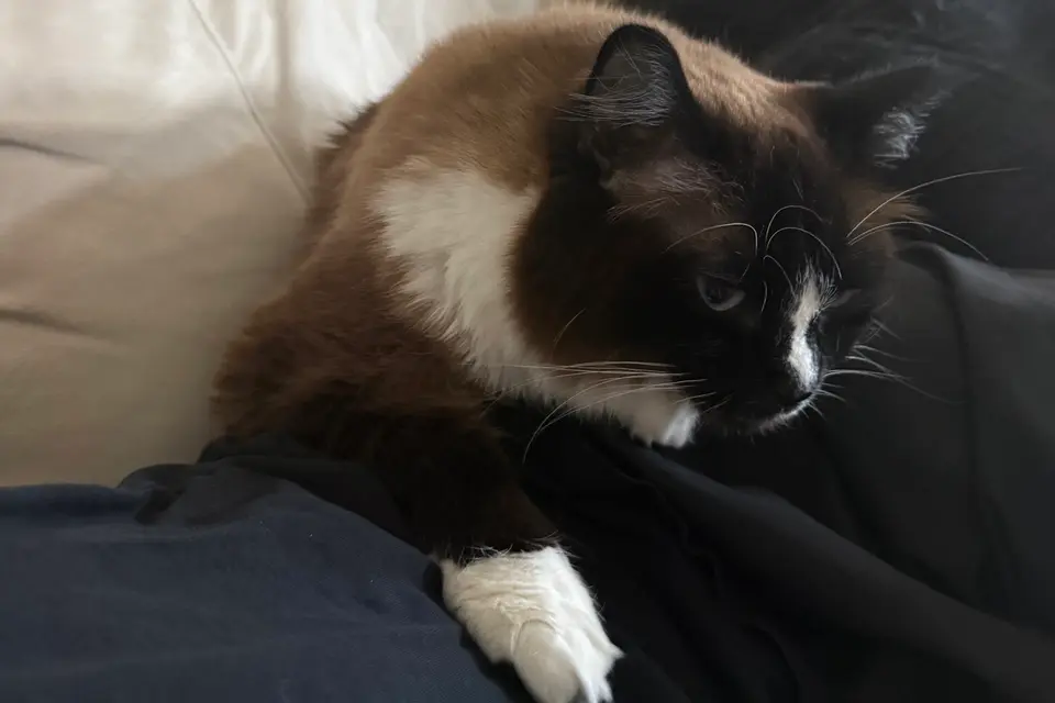 one of my cats