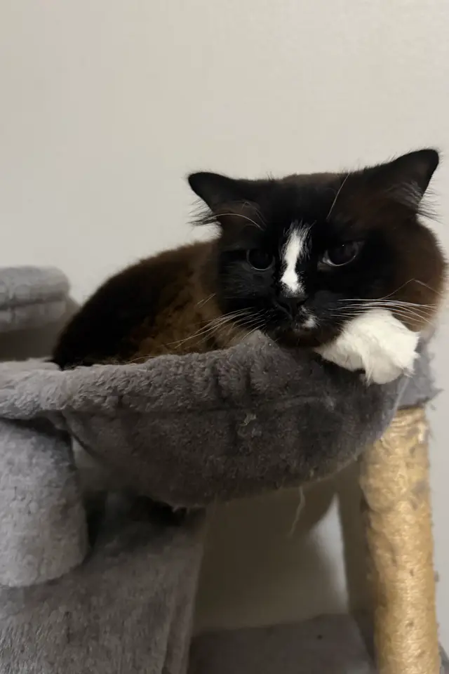 one of my cats