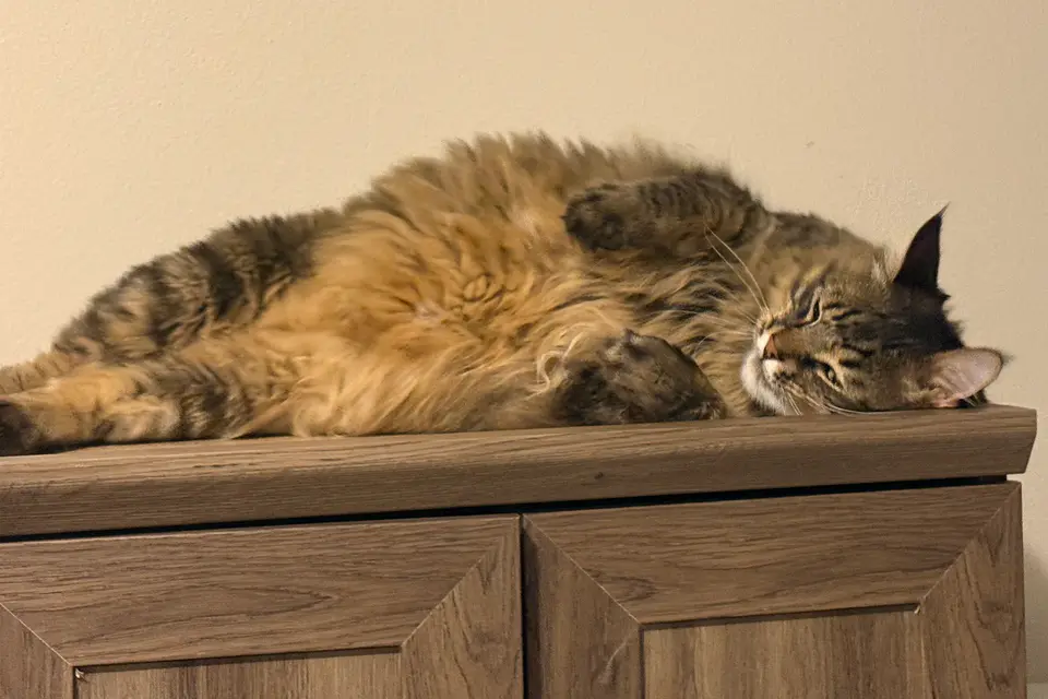 one of my cats