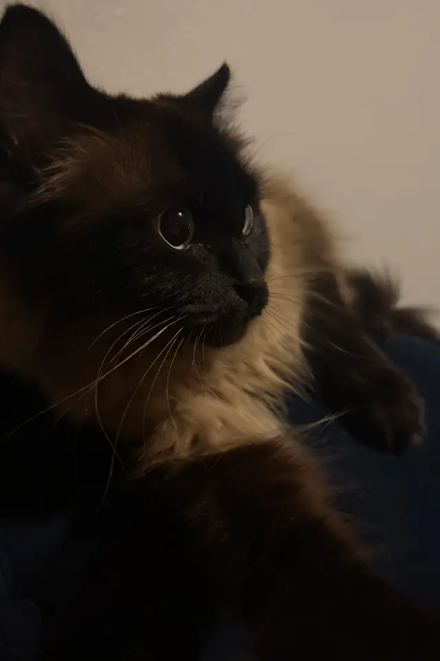 one of my cats
