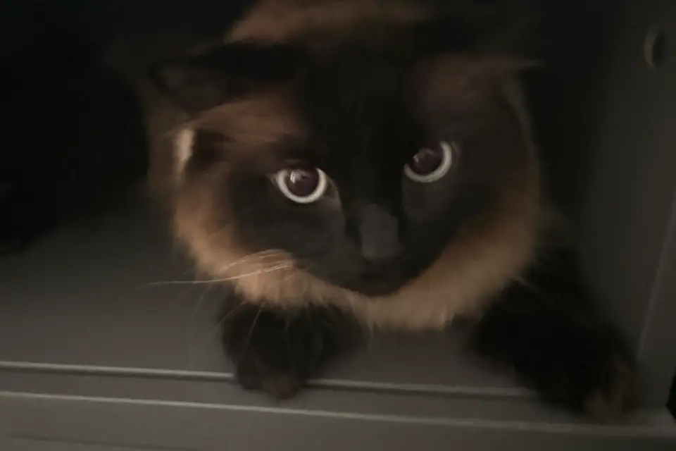 one of my cats