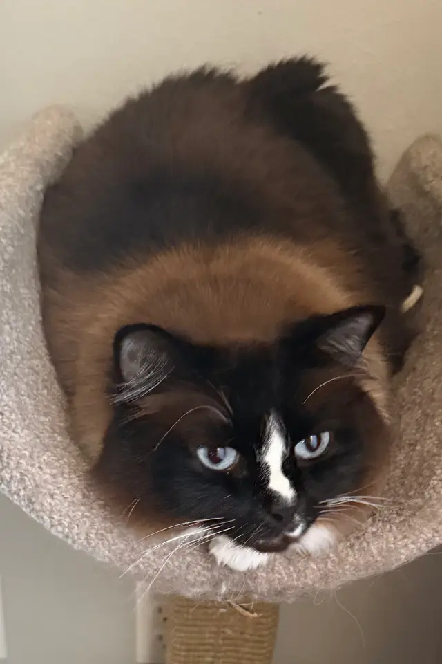 one of my cats