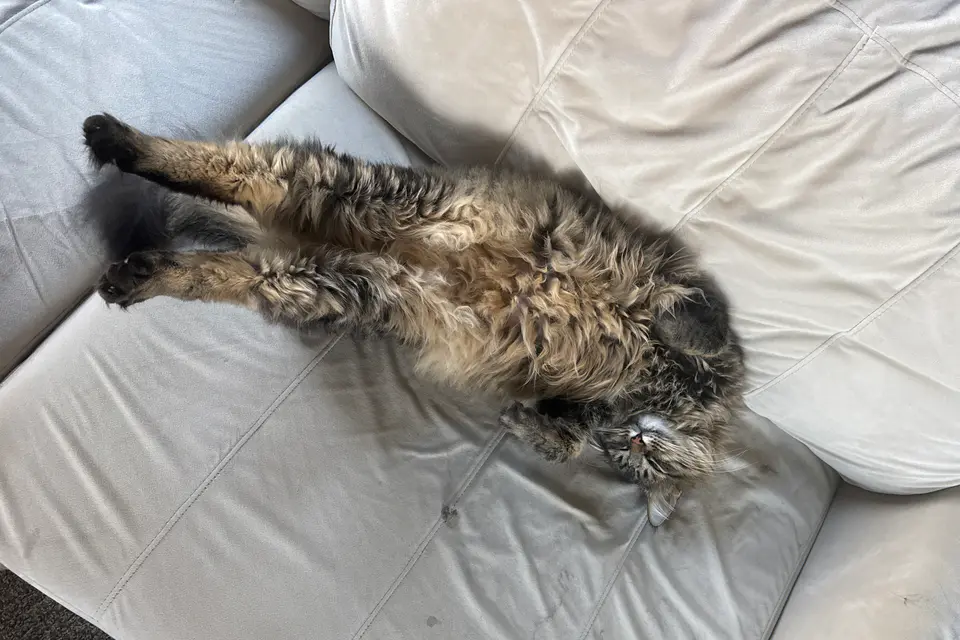 one of my cats