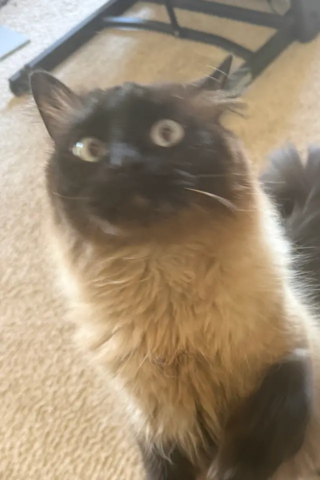 one of my cats