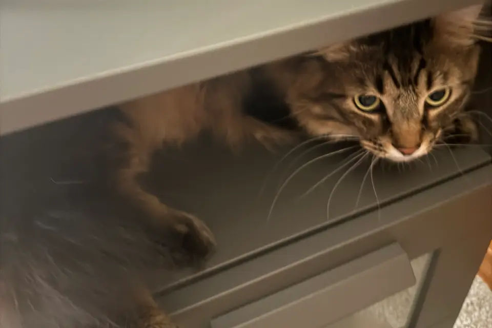 one of my cats