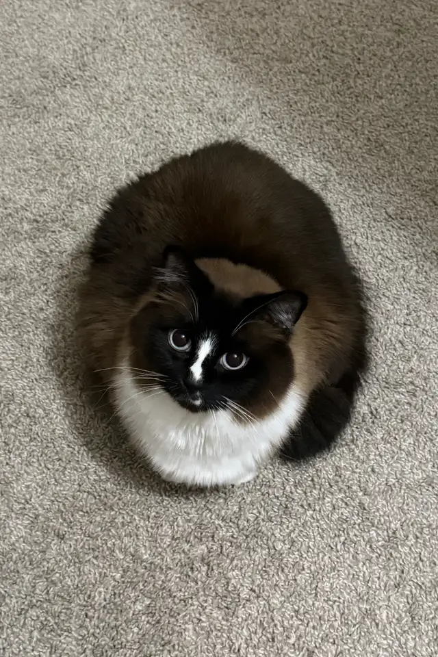 one of my cats
